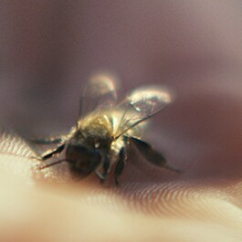 Abeille Royale - Day Cream