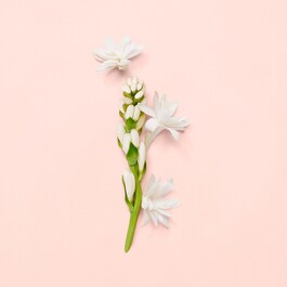 Bloom gucci sephora shop