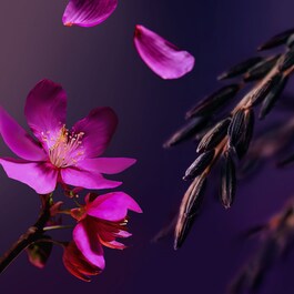 The Ritual of Yozakura - Schäumendes Duschgel