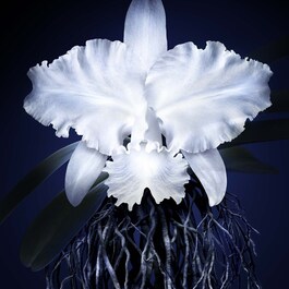 Orchidée Impériale - Leichte Creme