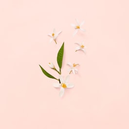 Bloom - Eau de Toilette
