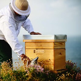 Abeille Royale Gesichtsserum
