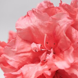 Purifying Cream Rich - Gesichtscreme
