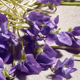 Dolce Violet - Eau de toilette