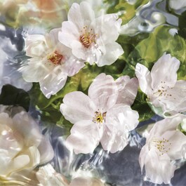 Aqua Allegoria Flora Cherrysia - Eau de Toilette