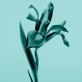 Tiffany Eau de Parfum
