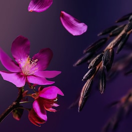 The Ritual of Yozakura - Schimmerndes Körperöl