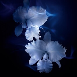 Orchidée Impériale The Rich Gesichtscreme 4G
