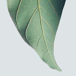 Botanical Repair ™ Intensive Stärkende - Haarmaske Reichhaltig