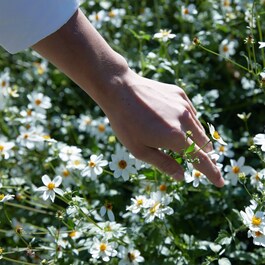 REPLICA - Springtime In A Park