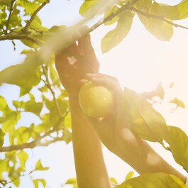 REPLICA - Under The Lemon Trees