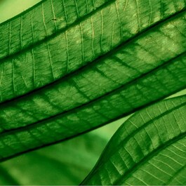 Aquasource Aura Leaf Serum