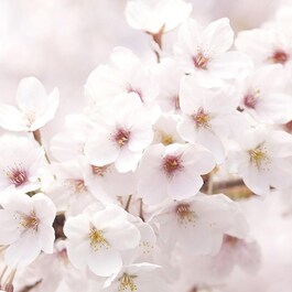 Dewy Glow Toner mit Jeju-Kirschblüten - Gesichtstoner