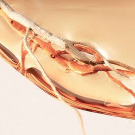 ALIVE Intense - Eau de Parfum