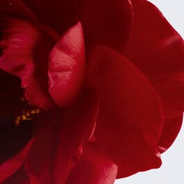 N°1 DE CHANEL BALSAM FÜR LIPPEN UND WANGEN - Schenkt Farbe – Nährt
