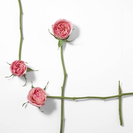Rose & Rose Eau de Parfum