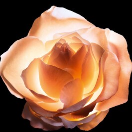 Dior Prestige La Crème - Texture Essentielle