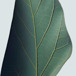 Botanical Repair ™ Intensive Stärkende - Haarmaske Leicht