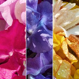 Aqua Allegoria Florabloom Forte Eau de Parfum