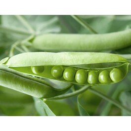 Fermented Soybean Bio Cellulose Mask - Moisturizing Hyaluronic Acid