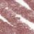 N°17. Light Brown (1 g)