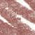 N°15. Deep Beige (1 g)