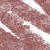 N°17. Light Brown (1 g)