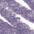 N°6 Lilac (0.3 g)